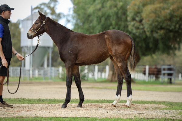 Lot 389: Lofty Strike / Duns 'n' Roses