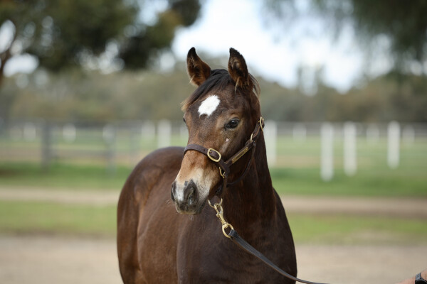Lot 389: Lofty Strike / Duns 'n' Roses
