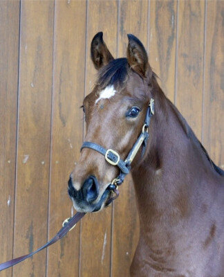 Lot 252: Hawaii Five Oh / Unfazed