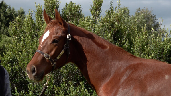 Lot 133: Dirty Work / Pimento