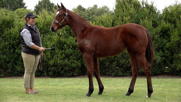 Lot 151: King Colorado / Ravaged Heart