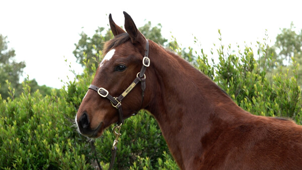 Lot 151: King Colorado / Ravaged Heart
