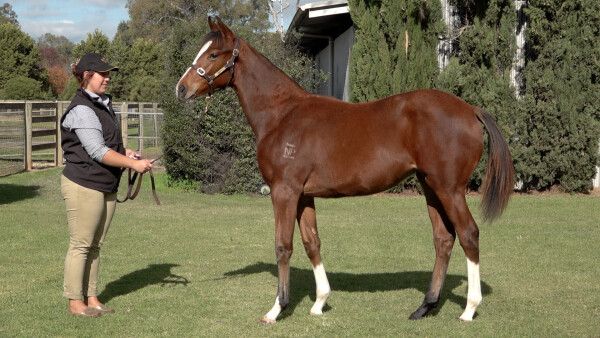 Lot 152: Paulele / Raweesha