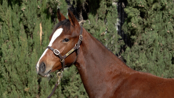 Lot 152: Paulele / Raweesha