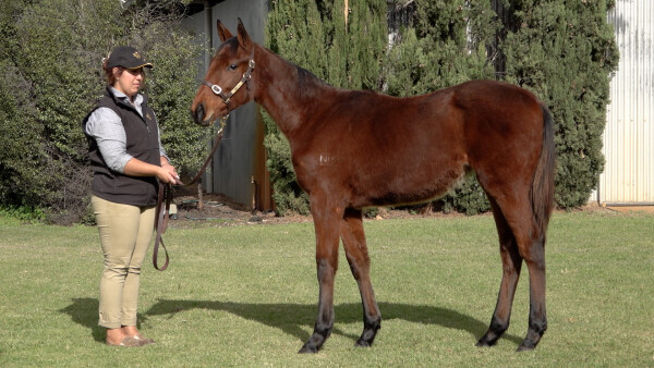 Lot 314: Diatonic (JPN) / Arziki
