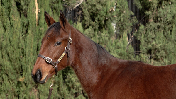 Lot 314: Diatonic (JPN) / Arziki