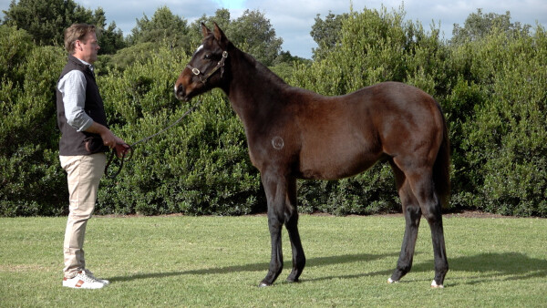 Lot 333: Pinatubo (IRE) / Bessmati