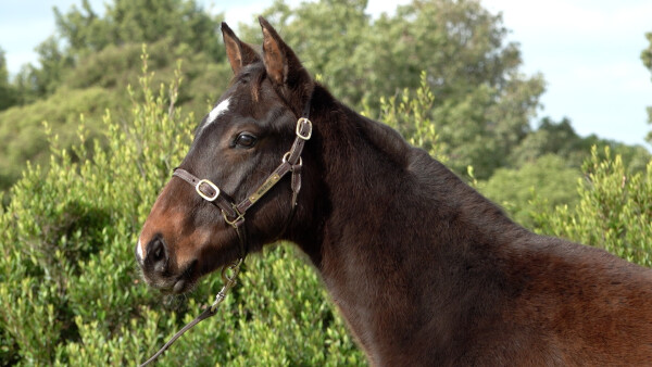 Lot 333: Pinatubo (IRE) / Bessmati