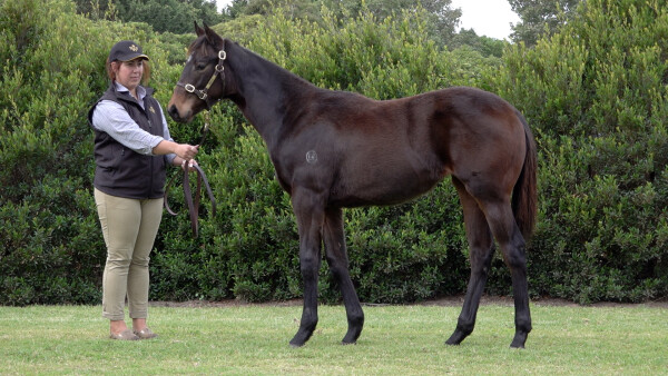 Lot 336: Mo'unga (NZ) / Black Peggie