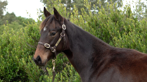 Lot 336: Mo'unga (NZ) / Black Peggie