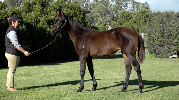 Lot 375: Shamus Award / Dasoudi (NZ)