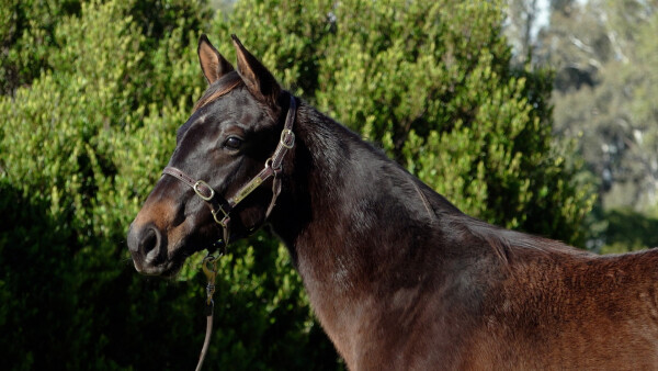 Lot 375: Shamus Award / Dasoudi (NZ)