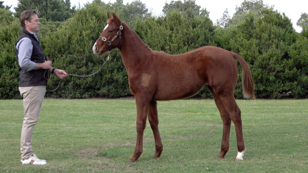 Lot 381: King Colorado / Discrepancy (NZ)