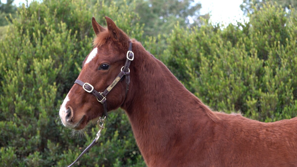 Lot 381: King Colorado / Discrepancy (NZ)