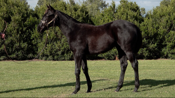 Lot 413: Dirty Work / Foreign Affair