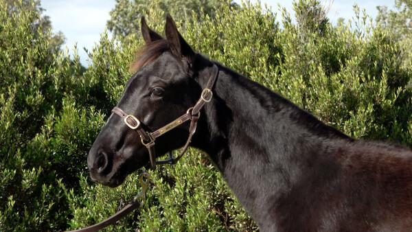 Lot 413: Dirty Work / Foreign Affair