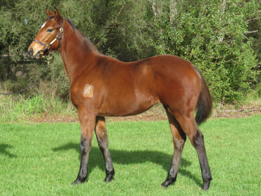 Lot 338: Lofty Strike / Blondie