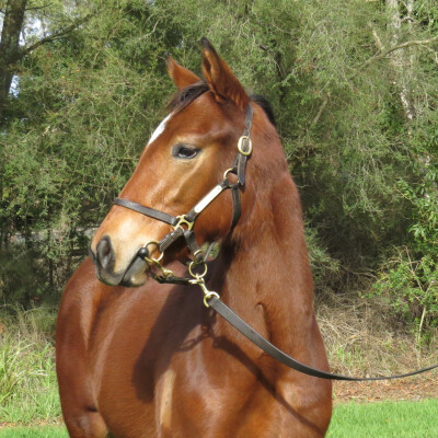 Lot 338: Lofty Strike / Blondie