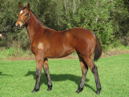 Lot 338: Lofty Strike / Blondie
