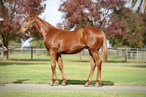 Lot 31: Shinzo / Je Suis Belle