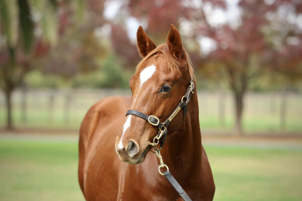 Lot 31: Shinzo / Je Suis Belle