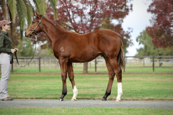 Lot 54: Maurice (JPN) / Lakia