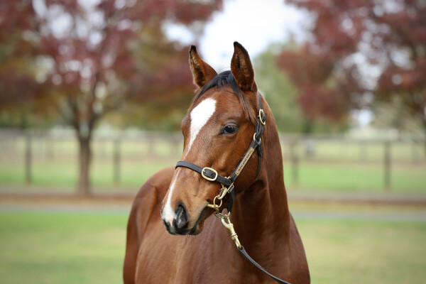 Lot 54: Maurice (JPN) / Lakia