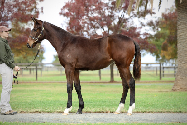 Lot 103: Toronado (IRE) / More Bubbles
