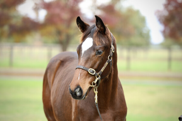 Lot 103: Toronado (IRE) / More Bubbles