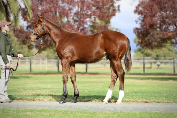 Lot 115: Ole Kirk / Nikau
