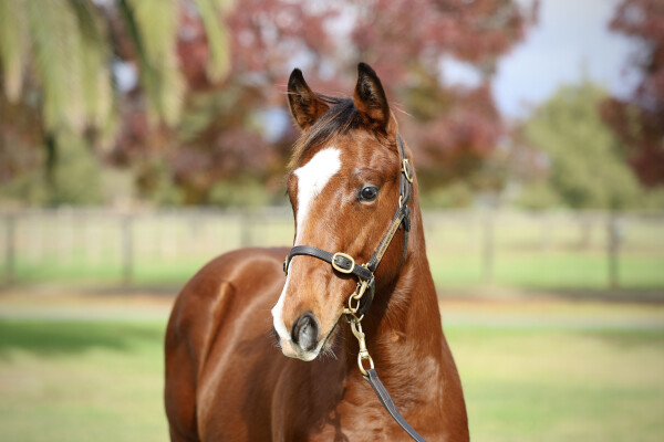 Lot 115: Ole Kirk / Nikau