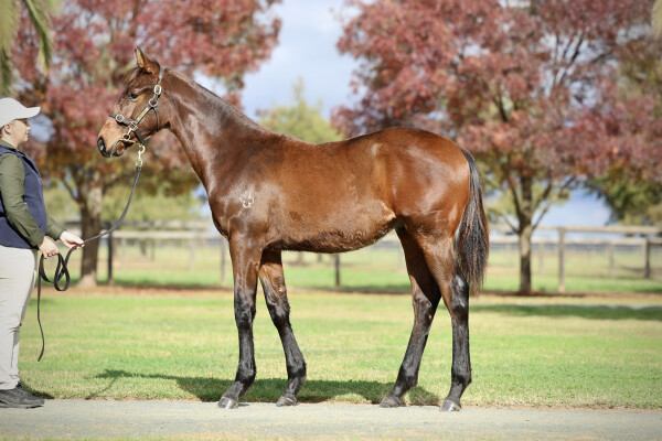 Lot 180: Street Boss (USA) / Sidona (GB)