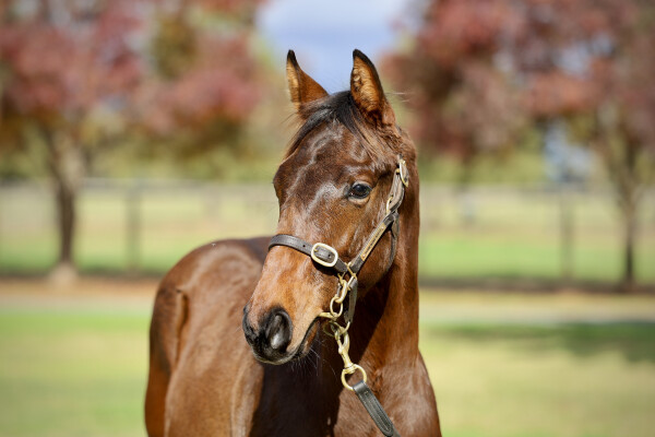 Lot 180: Street Boss (USA) / Sidona (GB)