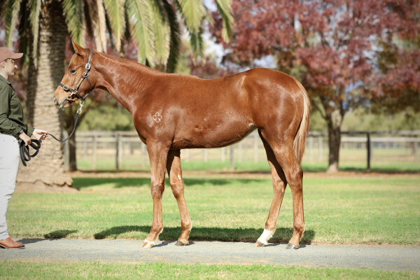 Lot 199: Castelvecchio / Sort After