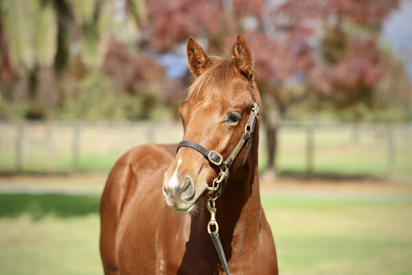 Lot 199: Castelvecchio / Sort After