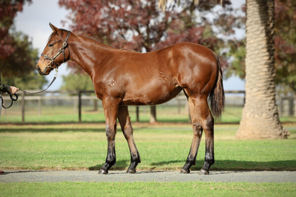 Lot 218: Chaldean (GB) / Summerinthecity