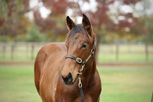Lot 218: Chaldean (GB) / Summerinthecity