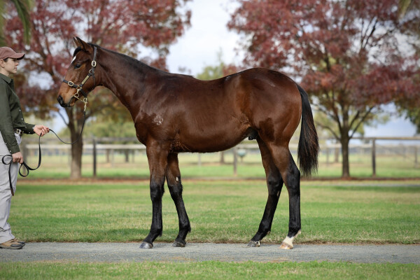 Lot 260: Cylinder / Viva Gloria (GER)