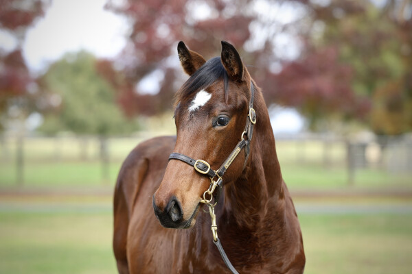 Lot 260: Cylinder / Viva Gloria (GER)