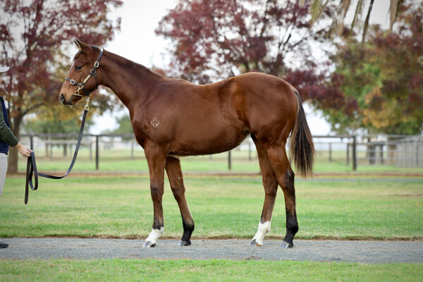 Lot 273: Home Affairs / Williams Bay