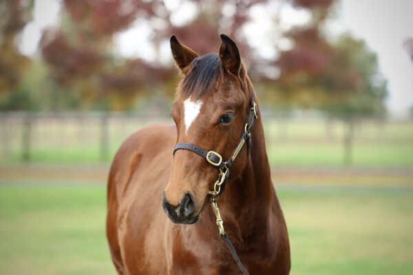 Lot 273: Home Affairs / Williams Bay