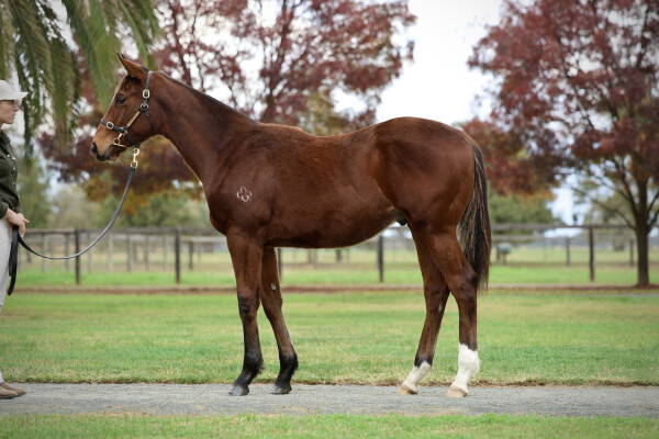 Lot 279: Shinzo / Wonderful World (ITY)