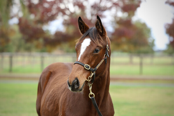 Lot 279: Shinzo / Wonderful World (ITY)