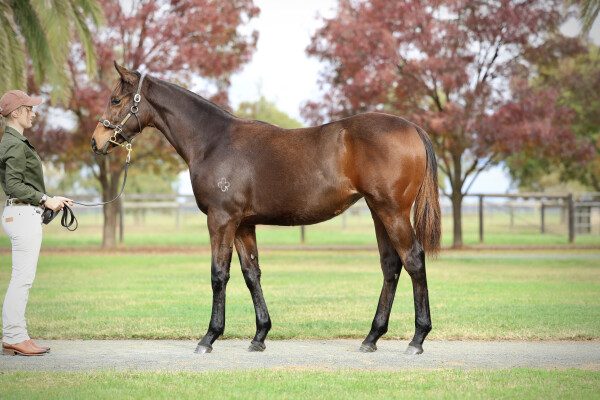 Lot 289: Harry Angel (IRE) / Zou de Moon