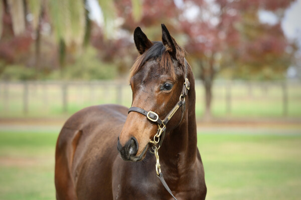 Lot 289: Harry Angel (IRE) / Zou de Moon
