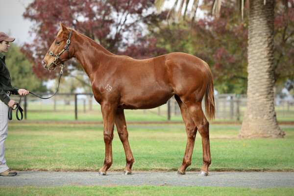 Lot 291: Street Boss (USA) / Zudu Spirit (IRE)