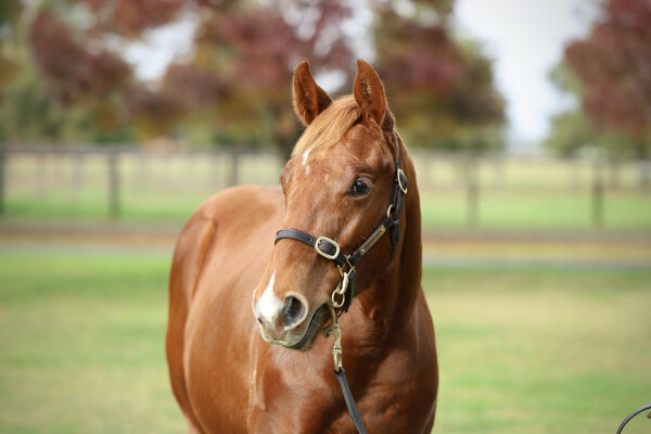 Lot 291: Street Boss (USA) / Zudu Spirit (IRE)