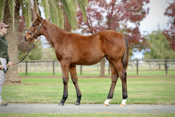 Lot 339: Pinatubo (IRE) / Bo Bardi