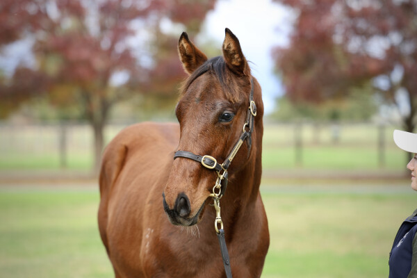 Lot 339: Pinatubo (IRE) / Bo Bardi