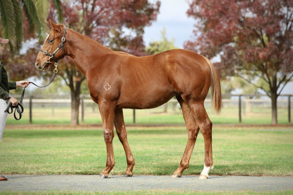 Lot 427: Farnan / Golden Queen